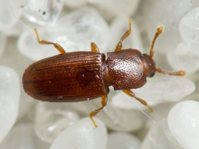 Cerylon ferrugineum Stephens, 1830